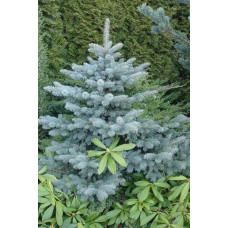 Ялиця одноколірна Сільвер Блю | Abies concolor Silver Blue | Пихта одноцветная Сильвер Блю