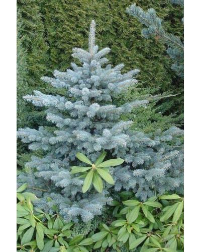 Ялиця одноколірна Сільвер Блю | Abies concolor Silver Blue | Пихта одноцветная Сильвер Блю