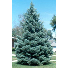 Ялиця одноколірна Сільвер Блю | Abies concolor Silver Blue | Пихта одноцветная Сильвер Блю