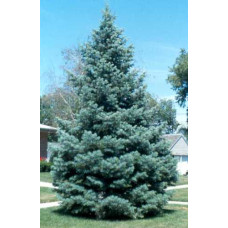 Ялиця одноколірна Сільвер Блю | Abies concolor Silver Blue | Пихта одноцветная Сильвер Блю