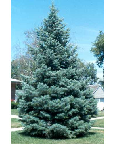 Ялиця одноколірна Сільвер Блю | Abies concolor Silver Blue | Пихта одноцветная Сильвер Блю