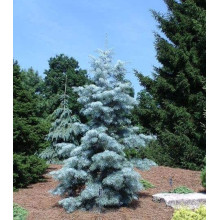 Ялиця одноколірна Сільвер Блю | Abies concolor Silver Blue | Пихта одноцветная Сильвер Блю
