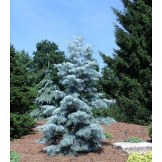 Ялиця одноколірна Сільвер Блю | Abies concolor Silver Blue | Пихта одноцветная Сильвер Блю