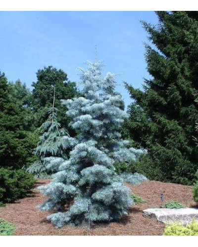 Ялиця одноколірна Сільвер Блю | Abies concolor Silver Blue | Пихта одноцветная Сильвер Блю