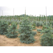 Ялиця одноколірна Сільвер Блю | Abies concolor Silver Blue | Пихта одноцветная Сильвер Блю