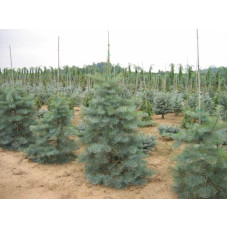 Ялиця одноколірна Сільвер Блю | Abies concolor Silver Blue | Пихта одноцветная Сильвер Блю