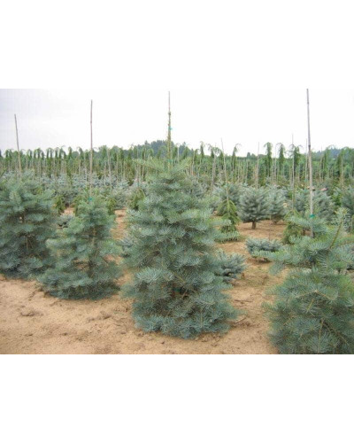 Ялиця одноколірна Сільвер Блю | Abies concolor Silver Blue | Пихта одноцветная Сильвер Блю