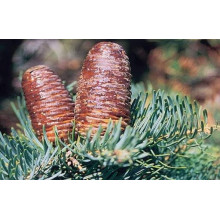 Ялиця одноколірна Сільвер Блю | Abies concolor Silver Blue | Пихта одноцветная Сильвер Блю