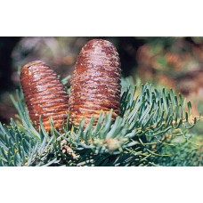 Ялиця одноколірна Сільвер Блю | Abies concolor Silver Blue | Пихта одноцветная Сильвер Блю