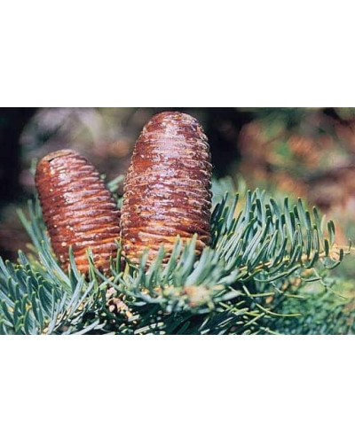 Ялиця одноколірна Сільвер Блю | Abies concolor Silver Blue | Пихта одноцветная Сильвер Блю