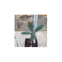 Ялиця одноколірна Сільвер Блю | Abies concolor Silver Blue | Пихта одноцветная Сильвер Блю