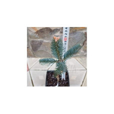 Ялиця одноколірна Сільвер Блю | Abies concolor Silver Blue | Пихта одноцветная Сильвер Блю