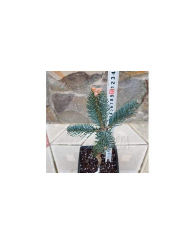 Ялиця одноколірна Сільвер Блю | Abies concolor Silver Blue | Пихта одноцветная Сильвер Блю