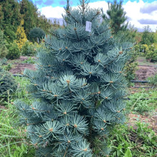Ялиця одноколірна Сільвер Блю | Abies concolor Silver Blue | Пихта одноцветная Сильвер Блю