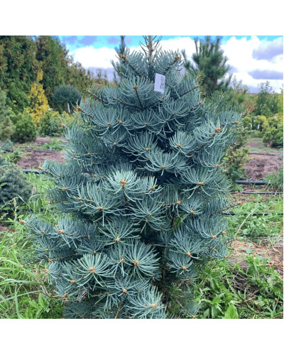 Ялиця одноколірна Сільвер Блю | Abies concolor Silver Blue | Пихта одноцветная Сильвер Блю