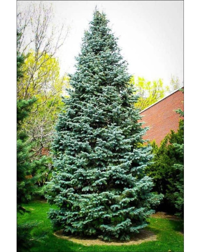 Ялиця одноколірна блакитна | Пихта одноцветная Голубая | Abies concolor Glauca