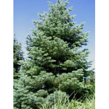 Ялиця одноколірна блакитна | Пихта одноцветная Голубая | Abies concolor Glauca