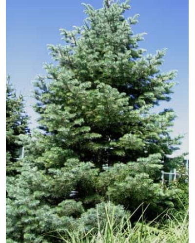 Ялиця одноколірна блакитна | Пихта одноцветная Голубая | Abies concolor Glauca