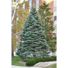 Ялиця одноколірна блакитна | Пихта одноцветная Голубая | Abies concolor Glauca