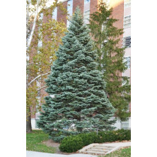 Ялиця одноколірна блакитна | Пихта одноцветная Голубая | Abies concolor Glauca