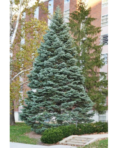 Ялиця одноколірна блакитна | Пихта одноцветная Голубая | Abies concolor Glauca