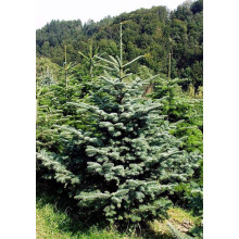 Ялиця одноколірна блакитна | Пихта одноцветная Голубая | Abies concolor Glauca