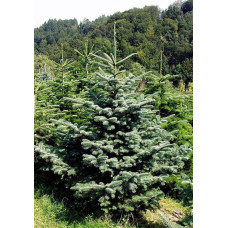 Ялиця одноколірна блакитна | Пихта одноцветная Голубая | Abies concolor Glauca