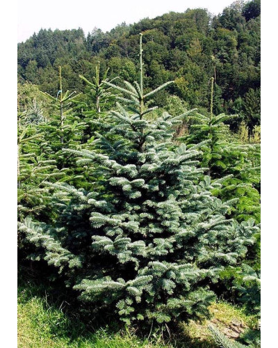 Ялиця одноколірна блакитна | Пихта одноцветная Голубая | Abies concolor Glauca
