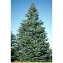 Ялиця одноколірна блакитна | Пихта одноцветная Голубая | Abies concolor Glauca