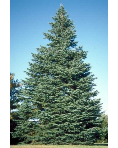 Ялиця одноколірна блакитна | Пихта одноцветная Голубая | Abies concolor Glauca