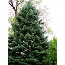 Ялиця одноколірна блакитна | Пихта одноцветная Голубая | Abies concolor Glauca