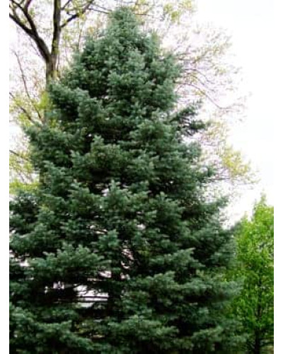 Ялиця одноколірна блакитна | Пихта одноцветная Голубая | Abies concolor Glauca