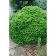 Ялиця корейська Бріліант | Пихта корейская Бриллиант | Abies koreana Brilliant