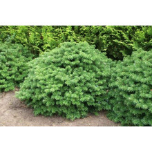 Ялиця корейська Бріліант | Пихта корейская Бриллиант | Abies koreana Brilliant