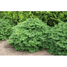 Ялиця корейська Бріліант | Пихта корейская Бриллиант | Abies koreana Brilliant