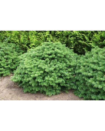 Ялиця корейська Бріліант | Пихта корейская Бриллиант | Abies koreana Brilliant