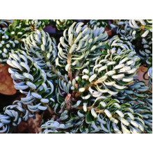 Ялиця корейська «Когоутс Айсбрейкер» | Abies koreana ’Kohout’s Icebreaker’ | Пихта корейская «Когоутс Айсбрейкер»