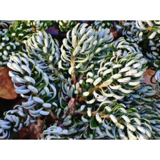 Ялиця корейська «Когоутс Айсбрейкер» | Abies koreana ’Kohout’s Icebreaker’ | Пихта корейская «Когоутс Айсбрейкер»