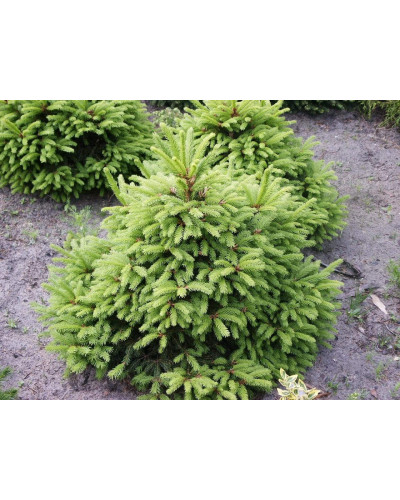 Ялина звичайна / європейська Олендорфі | Picea abies Ohlendorffii | Ель обыкновенная / европейская Олендорфи