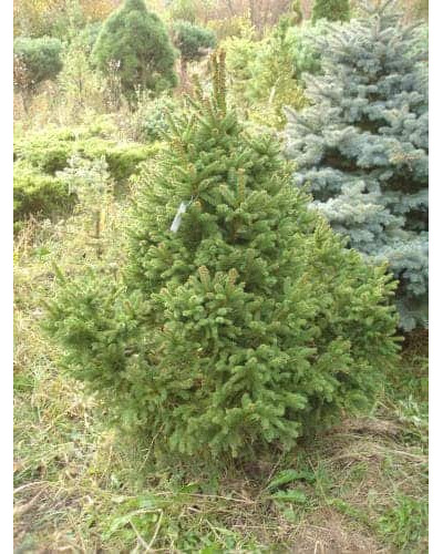 Ялина звичайна / європейська Олендорфі | Picea abies Ohlendorffii | Ель обыкновенная / европейская Олендорфи