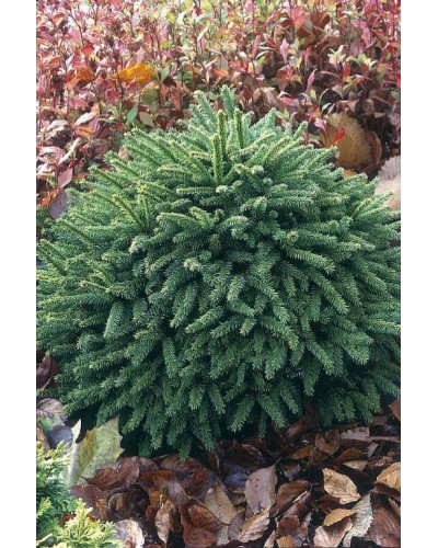 Ялина звичайна / європейська Олендорфі | Picea abies Ohlendorffii | Ель обыкновенная / европейская Олендорфи
