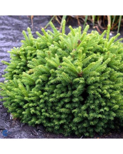 Ялина звичайна / європейська Олендорфі | Picea abies Ohlendorffii | Ель обыкновенная / европейская Олендорфи