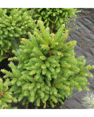 Ялина звичайна / європейська Олендорфі | Picea abies Ohlendorffii | Ель обыкновенная / европейская Олендорфи