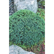 Ялина звичайна / європейська Ехініформіс | Picea abies Echiniformis | Ель обыкновенная / европейская Эхиниформис