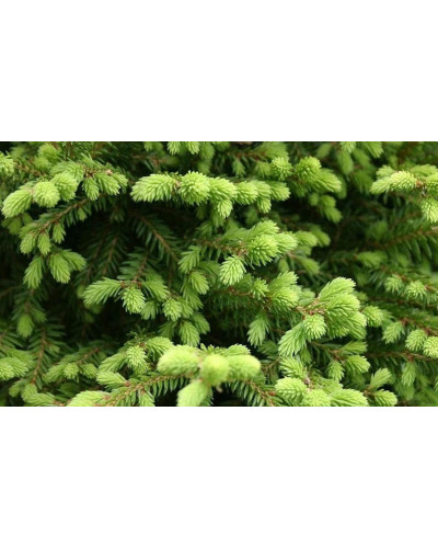 Ялина звичайна / європейська Ехініформіс | Picea abies Echiniformis | Ель обыкновенная / европейская Эхиниформис