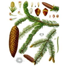 Ялина звичайна / європейська Ехініформіс | Picea abies Echiniformis | Ель обыкновенная / европейская Эхиниформис