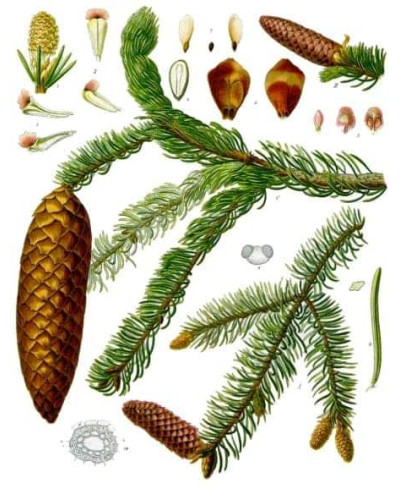 Ялина звичайна / європейська Ехініформіс | Picea abies Echiniformis | Ель обыкновенная / европейская Эхиниформис