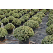 Ялина звичайна / європейська Ехініформіс | Picea abies Echiniformis | Ель обыкновенная / европейская Эхиниформис