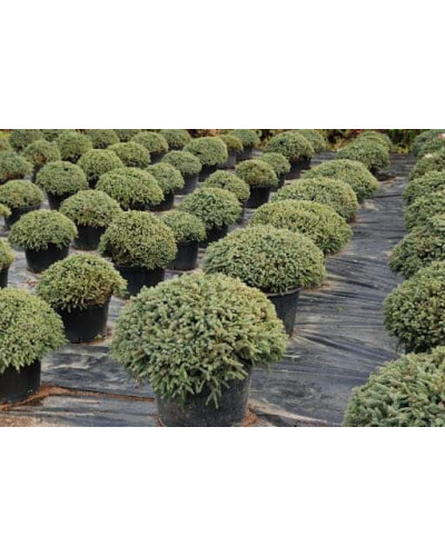 Ялина звичайна / європейська Ехініформіс | Picea abies Echiniformis | Ель обыкновенная / европейская Эхиниформис