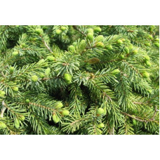 Ялина звичайна / європейська Ехініформіс | Picea abies Echiniformis | Ель обыкновенная / европейская Эхиниформис